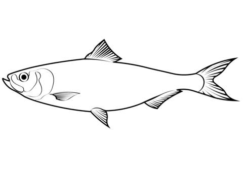 Skipjack Shad (Alosa Chrysochloris) Coloring Page